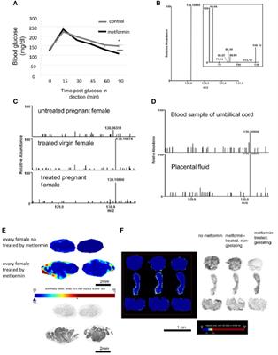 In Utero Exposure to Metformin Reduces the Fertility of Male Offspring in Adulthood